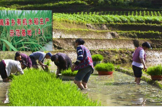 周溪水稻示范基地用上茄子视频在线免费观看【图片案例】