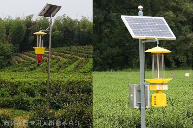 遂川茶园茄子视频在线免费观看图片案例