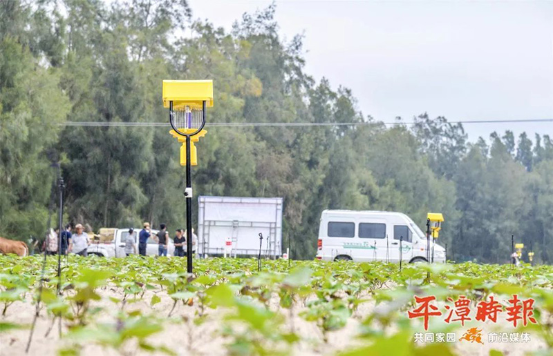福建平潭茄子视频在线免费观看用于甘薯种植效果