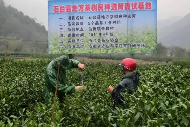 安徽茶园应用茄子视频在线免费观看绿色防控效果