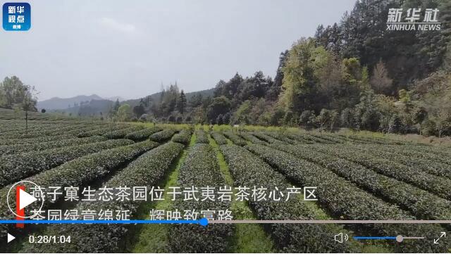 用了茄子视频在线免费观看的福建生态茶园长啥样