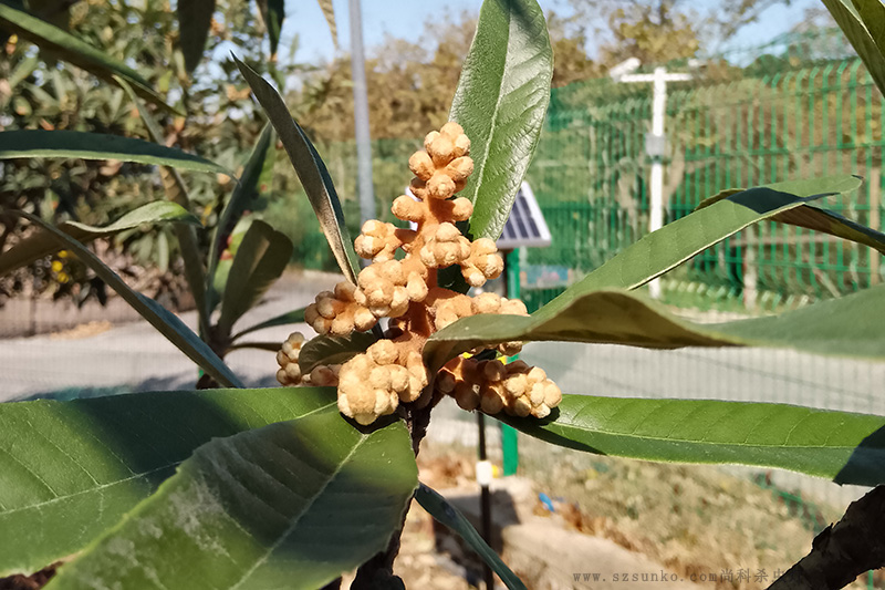 苏州东山枇杷果园茄子视频在线免费观看效果