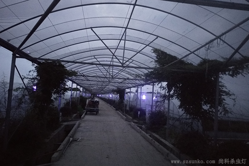 蔬菜种植基地大棚茄子视频在线免费观看使用效果