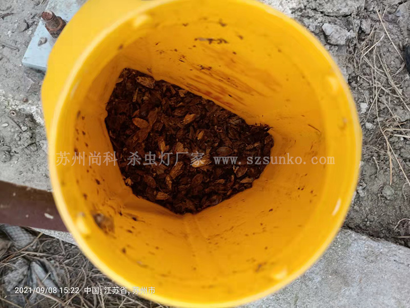 不要再把茄子视频在线免费观看当成摆设！绿色防控作用大