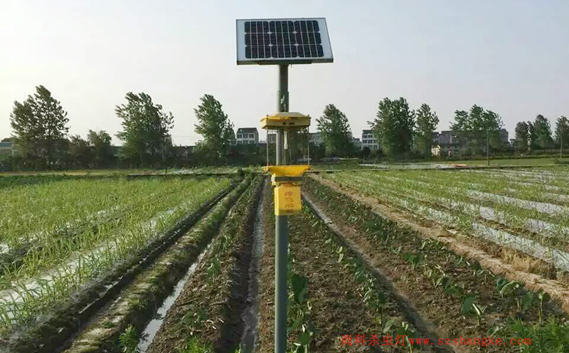 济宁蔬菜种植园菜地茄子视频在线免费观看