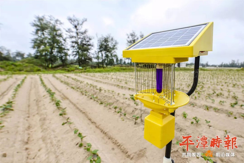 福建平潭茄子视频在线免费观看用于甘薯种植效果