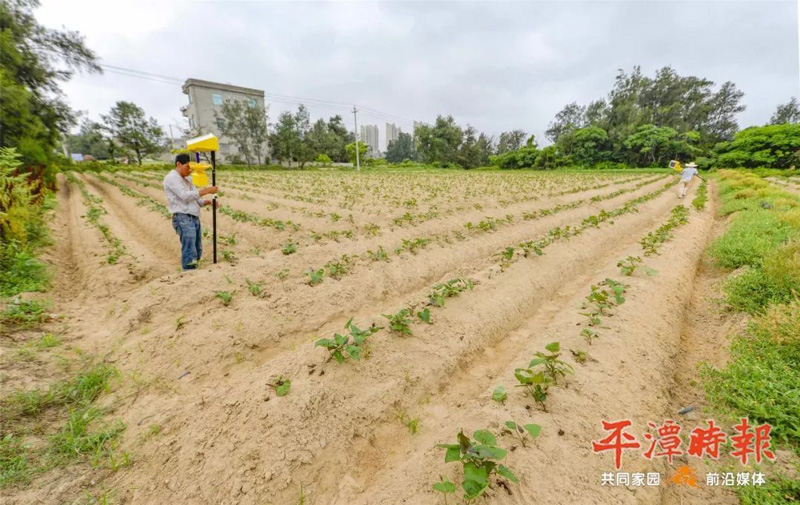 福建平潭农户安装茄子视频在线免费观看用于甘薯种植