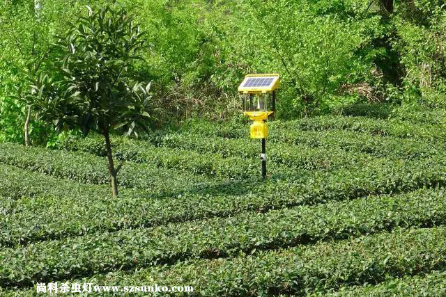 安徽石台县茶园用茄子视频在线免费观看绿色防控
