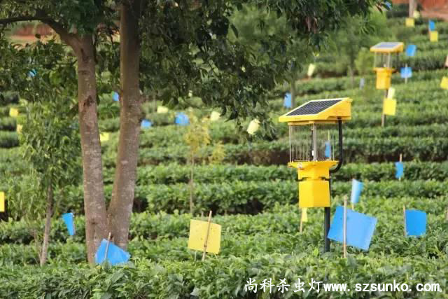 安徽石台县茶园用茄子视频在线免费观看绿色防控
