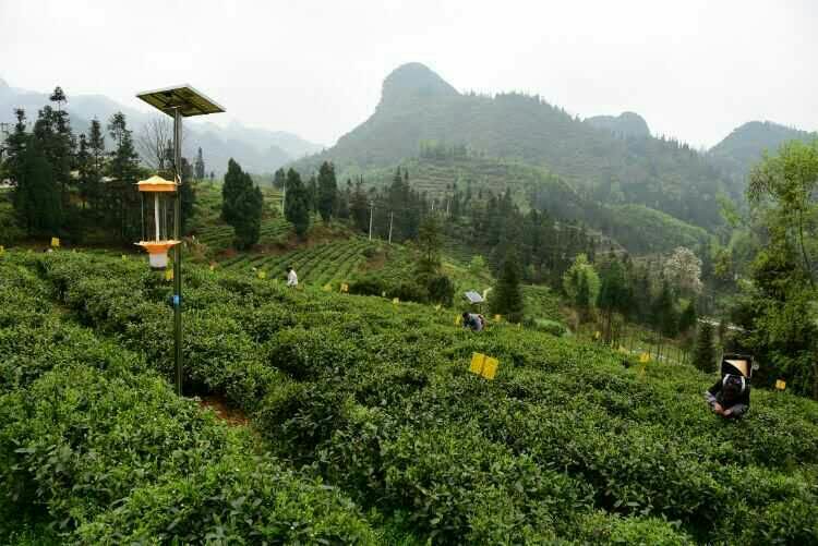 贵州茄子视频在线免费观看用于哚贝茶园基地