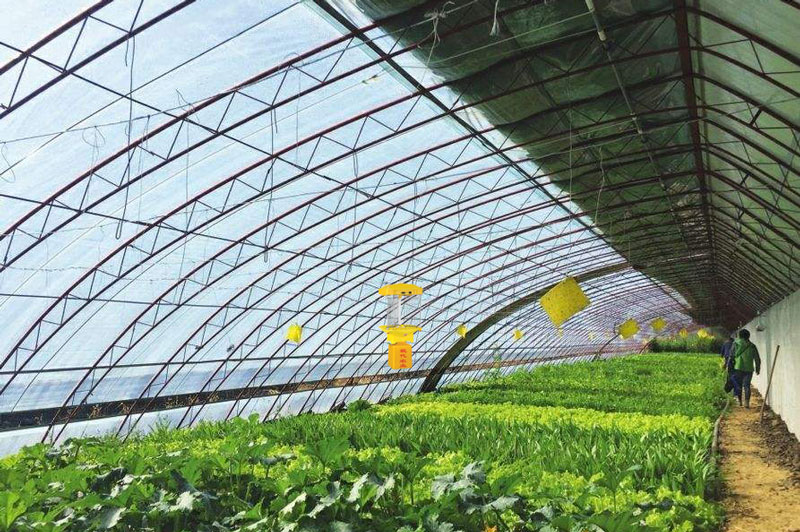 大棚茄子视频APP污下载应用效果 大棚茄子视频APP污下载应用效果